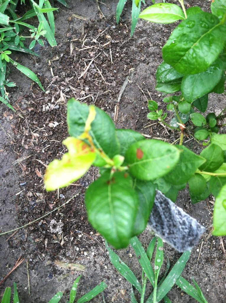 Brown Spots and Wilting Leaves on Blueberry Bushes